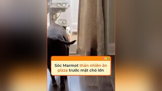 "Tao có bánh ăn nè tụi bây có không?" tiktoknews vnnnfunfact vnnn dongvat thegioidongvat khampha fyp foryoupage thucung