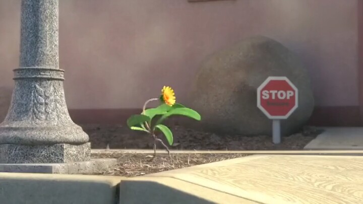 Dandelion harus kerja keras dan tekun untuk membangun tanah di bawah kakinya.