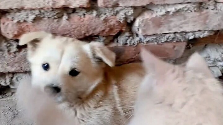 This cat’s got your back—when it counts, she really steps up!