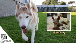 เปลี่ยนไซบีเรื้อนเป็นไซบีเรี่ยน (อยากรู้เป็นไปได้ไงต้องดู) : DOG LIFE STORY EP00