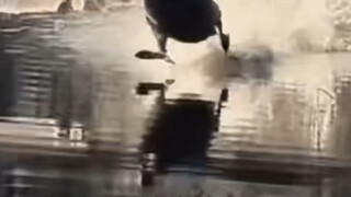 The landing of swans and airplanes looks very similar #swan #flight #landing #wonderfulworld