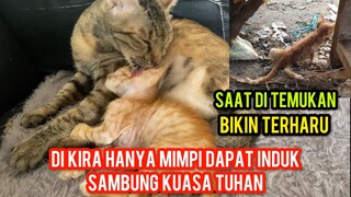 Terharu Anak Kucing Sedih Kakinya Patah Akhirnya Dapat Ibu Sambung Di Cats Lovers Tv