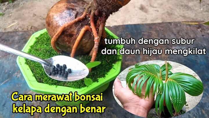 MEMBERI MAKAN BONSAI KELAPA