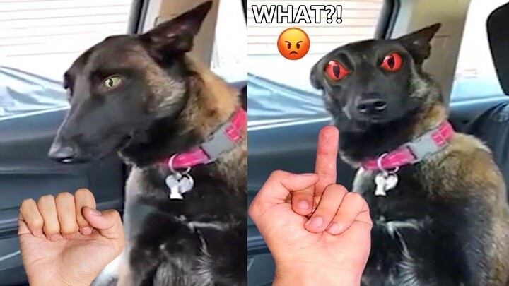 Angry Dogs & Cats That Will Put You in Happy Mood🥰