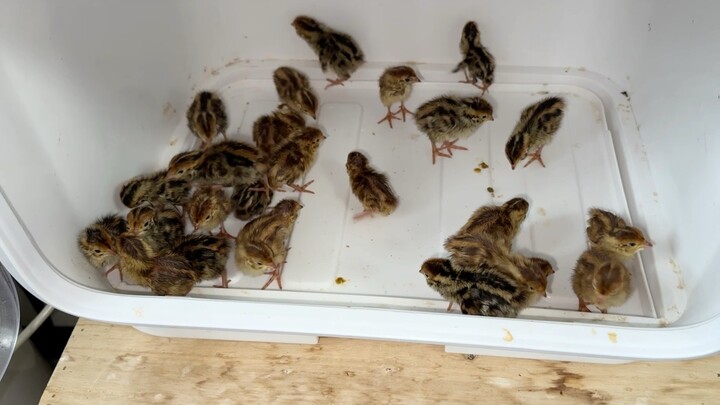 Dengan 24 yuan, saya menetaskan segudang puyuh dalam sebuah kotak penghangat
