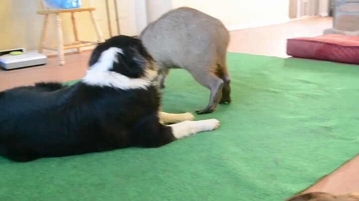 ฮิปโปแคระและสุนัข