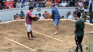 2 cock champion sa calambacockpit