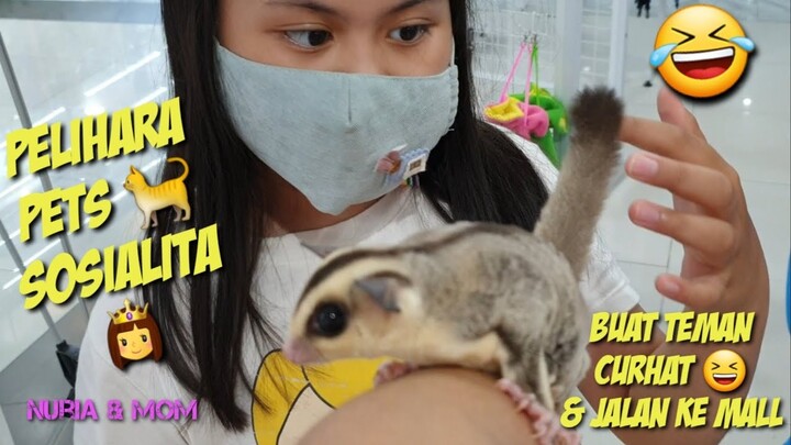 PELIHARA PETS SOSIALITA‼️👸 SUGAR GLIDER & KUCING  BISA DIAJAK PERGI (ANTI RIBET) 😄 #nuriaandmom