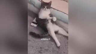 hai bàn tay của em 🤧 meow meo catlover cat catlove mèocute mèo TikTokDieuKy