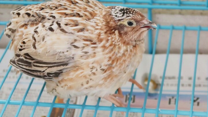 【Momo Chan】Burung puyuh jantan sudah berkicau! Setelah 27 hari menetas, akhirnya burung puyuh mulai 