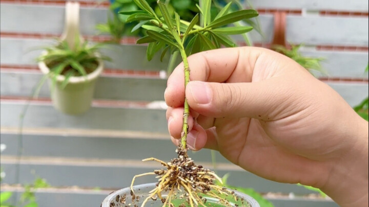 在外面遇到喜欢的罗汉松，如何把它搬回家