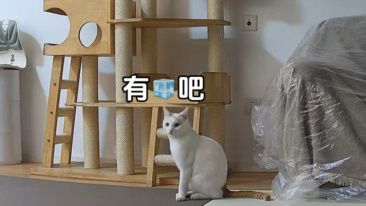 Khang Khang cũng chịu không nổi luôn đó