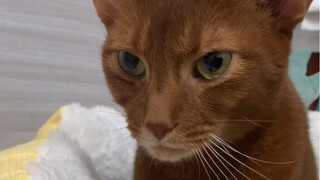 The difference between Jun Ge and other cats: Believe in strength!