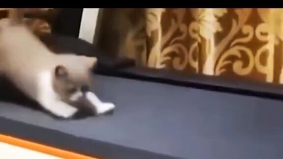 Video Cat Weee