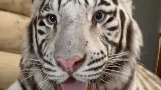 🦓: Ibu lihat, dia terus menantangku