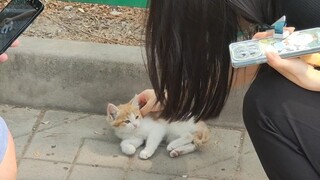 Anak kucing yang sangat tidak baik
