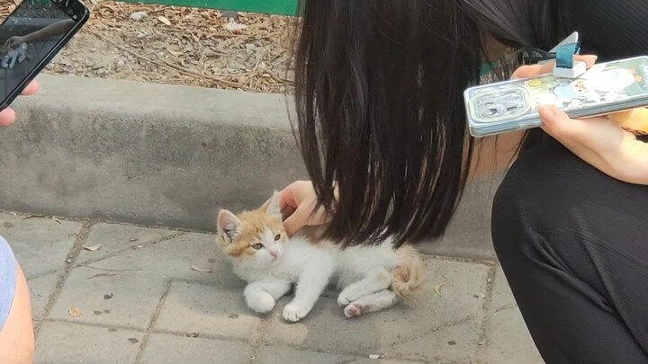 Anak kucing yang sangat tidak baik