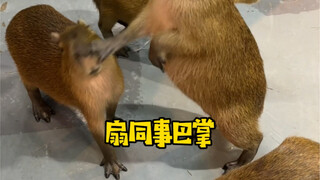 Folks, the capybara has fallen from grace again!