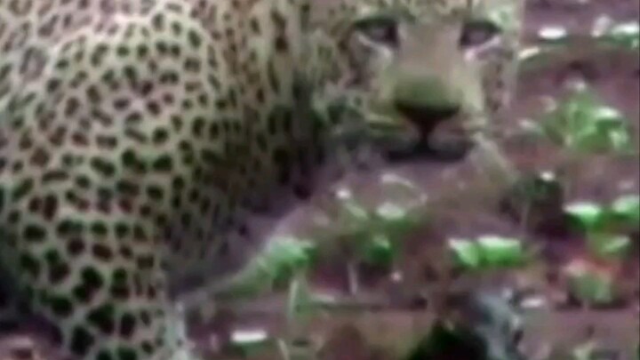 يهبطُ ويتحوّلُ إلى علبة