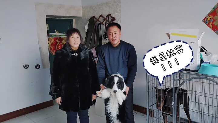 【Chó Doberman】Lần đầu tiên bố mẹ biết tôi nuôi chó, bố thì thích Doberman, còn mẹ thì bảo Doberman s