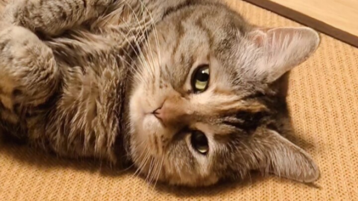 Một con hải sâm mắc cạn đang hát🎤