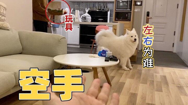 Permen lunak Samoyed bermain mainan bersama ibu, setelah ayah muncul suasana jadi agak canggung, si 