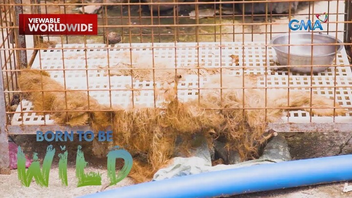 Mga hayop na na-abandona loob ng POGO hub sa Porac, Pampanga, ni-rescue! | Born to be Wild