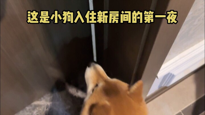 Tiba-tiba terobati hanya dengan melihat anjing kecil yang sedang tidur 😭