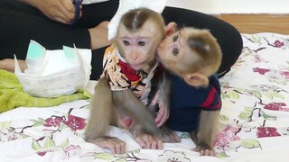 Wow Adorable Baby Monkey Maku Give Kissing Little Maki So Sweet Before Drinking Milk