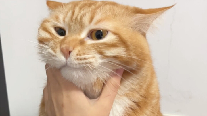 ببساطة... من الصعب قتله! هههه