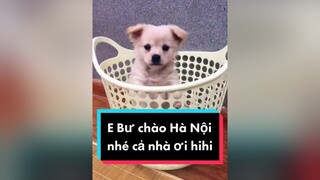 Bư chào Thủ Đô Hà Nội nhé. cunyeucuadua chó chócon chókhôn chócute chó_cưng chócon chókhôn chómèo xuhuong fyp hanoi hànội đichơi