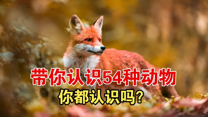 Một mạch giới thiệu 54 loài động vật nhỏ, bạn đã nhận ra hết chưa?