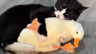 هل يمكن أن يكون الحب بسيطا دون أذى؟