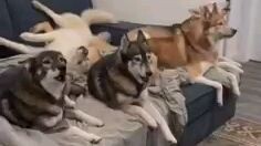 Cute and funny pet compilations