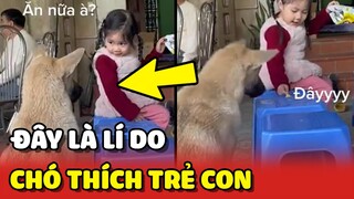 Lí do loài chó rất thích CHƠI cùng TRẺ CON: Xin ăn RẤT DỄ 😍 | Yêu Lu