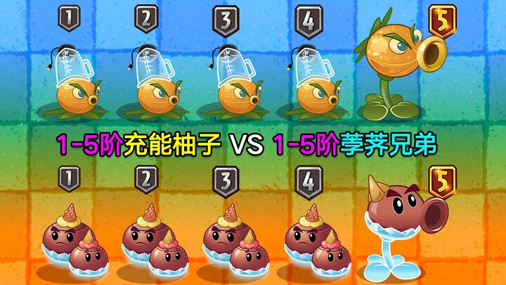 Yuzu berenergi level 1–5 vs saudara bengkuang air level 1–5! Pertarungan sengit, siapakah yang akan 