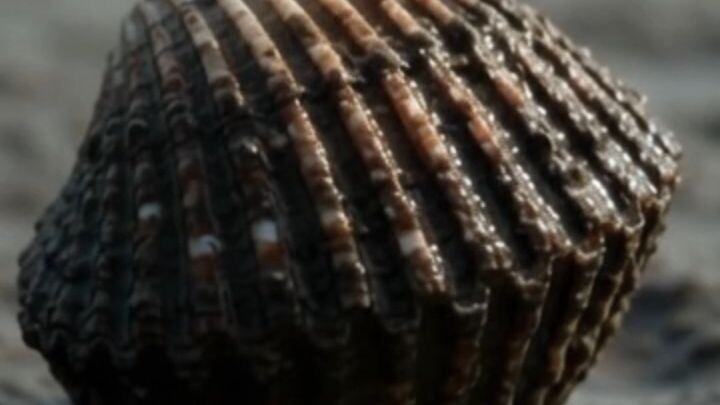 kerang