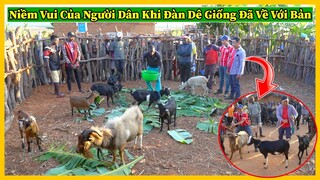 Bản Longole Tập 5 || Niềm Vui Của Người Dân Khi Đàn Dê Giống Đã Về Với Bản - Bước Đầu Cho Chăn Nuôi