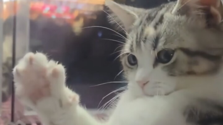Kucing nakal jangan harap bisa menggodaku, aku ini sudah hafal “Li Sao”!