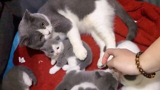 [Cat] Why do animals attack humans?