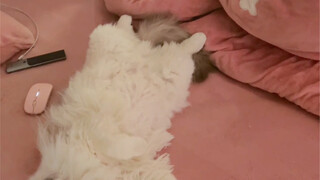 救命啊，为什么我的猫一听到我咳嗽就要翻肚皮！！