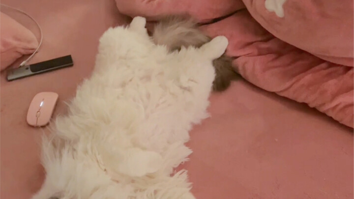 Cứu với, sao mèo của tôi cứ nghe tôi ho là lại lăn bụng ra vậy!!