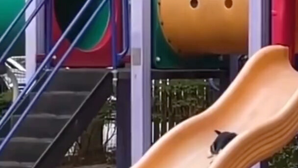 The Kitty in the Park: Now that all the human babies are gone, I can finally enjoy the slide on my o