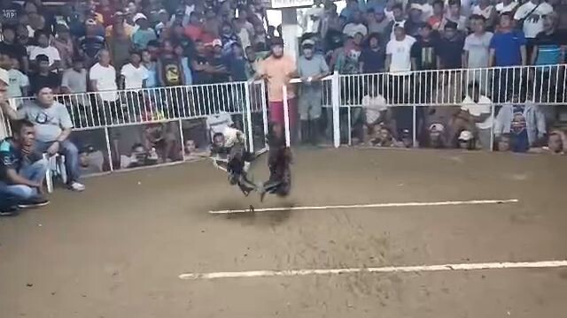 2 cock ulutan derby 1st fyt W..Entry by Padi Albert De los Reyes