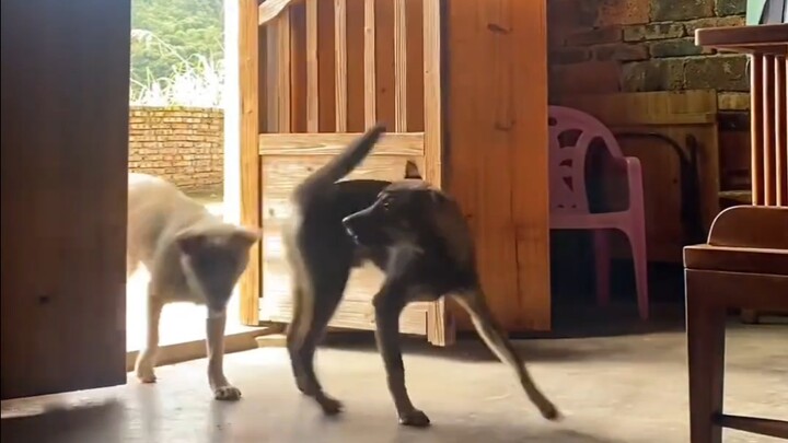 เจ้าหมาบ้านตัวเล็กขี้โง่ช่างน่ารักที่สุด!