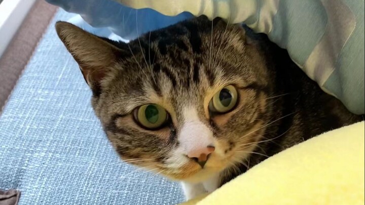 Long Time No See 【Pee-Pee Is a Cat】