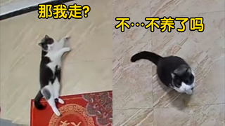 猫“早知道不骚了，半天没人看还给关外面了”