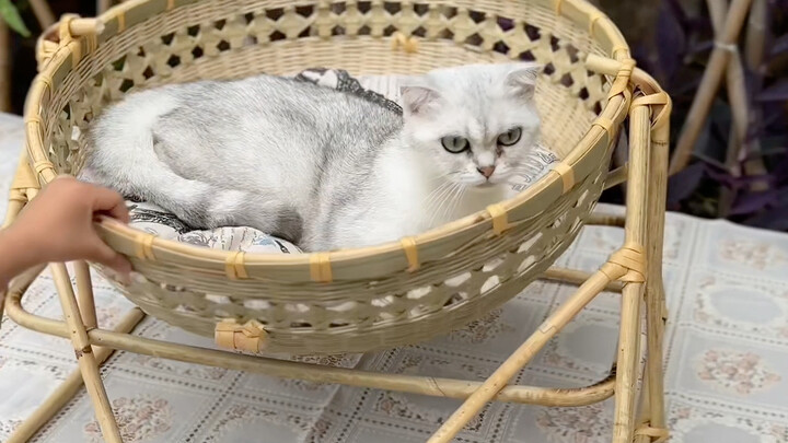 Memuaskan bagi kucing dan anjing! #BuatanTanganMurni #KerajinanRakyat #SarangKucingAnyamanBambu