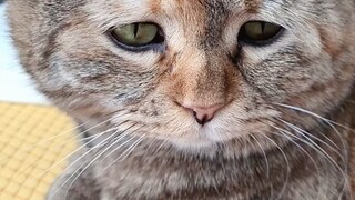 愁哇愁，粮里没有一滴油