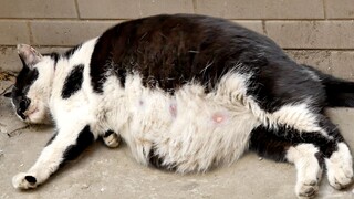 Cow Cat: Midwife, please come! I can’t take it anymore!